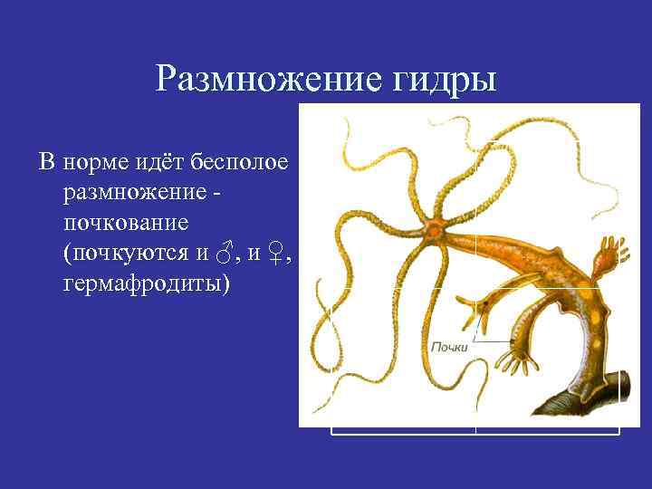 Размножение гидры В норме идёт бесполое размножение почкование (почкуются и ♂, и ♀, и