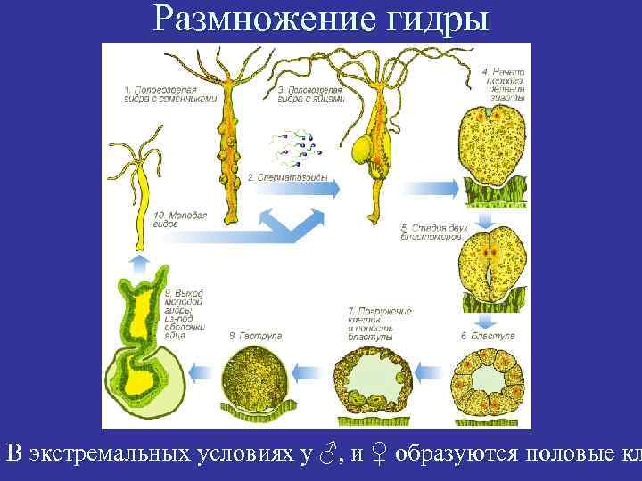 Размножение гидры В экстремальных условиях у ♂, и ♀ образуются половые кл 