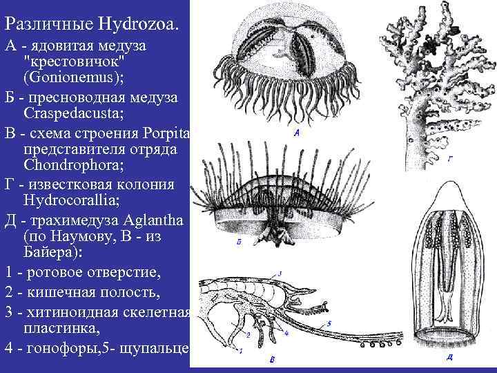 Различные Hydrozoa. A - ядовитая медуза 