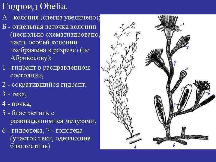 Гидроидные полипы. Колониальный гидроидный полип Obelia. Гидроид обелия. Колония полипа обелия. Колония обелии строение.