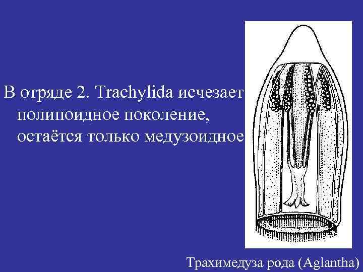 В отряде 2. Trachylida исчезает полипоидное поколение, остаётся только медузоидное. Трахимедуза рода (Аglantha) 
