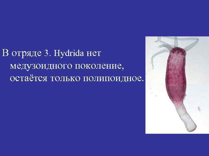 В отряде 3. Hydrida нет медузоидного поколение, остаётся только полипоидное. 