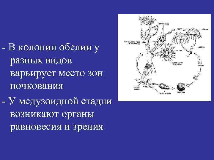 - В колонии обелии у разных видов варьирует место зон почкования - У медузоидной