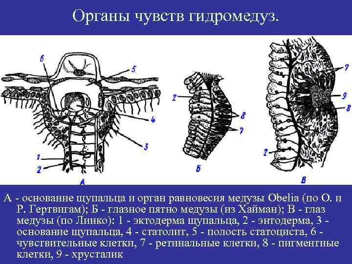 Органы чувств гидромедуз. А - основание щупальца и орган равновесия медузы Obelia (по О.