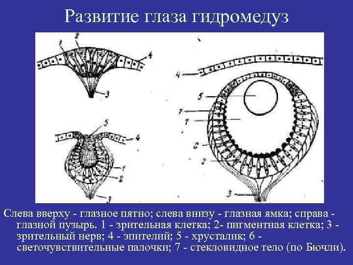 Развитие глаза гидромедуз Слева вверху - глазное пятно; слева внизу - глазная ямка; справа