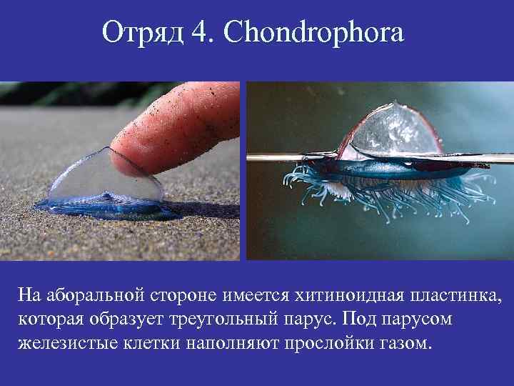 Отряд 4. Chondrophora На аборальной стороне имеется хитиноидная пластинка, которая образует треугольный парус. Под