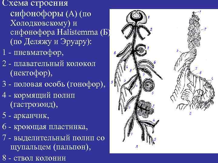 Схема строения сифонофоры (А) (по Холодковскому) и сифонофора Halistemma (Б) (по Деляжу и Эруару):