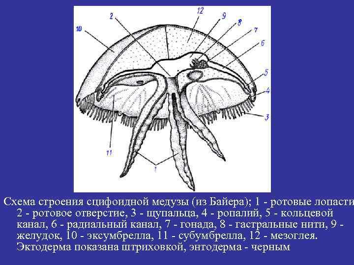 Схема строения сцифоидной медузы (из Байера); 1 - ротовые лопасти 2 - ротовое отверстие,
