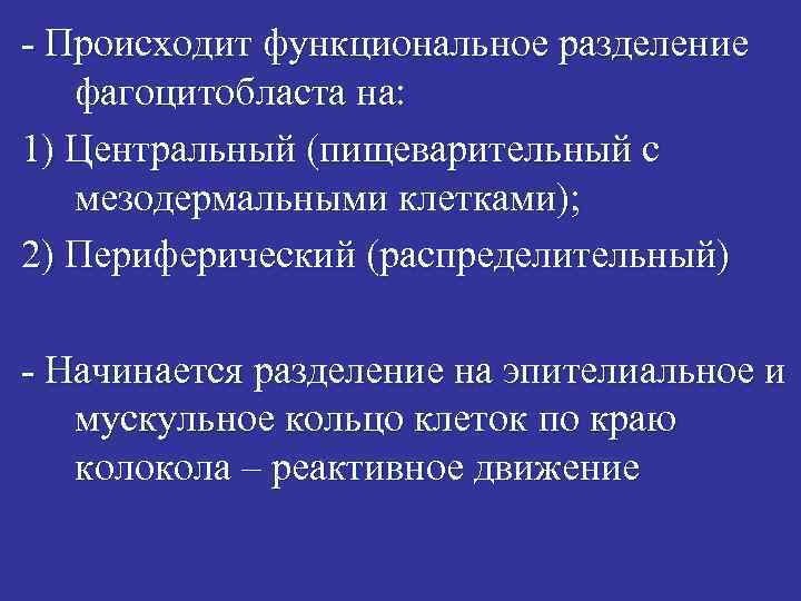 - Происходит функциональное разделение фагоцитобласта на: 1) Центральный (пищеварительный с мезодермальными клетками); 2) Периферический