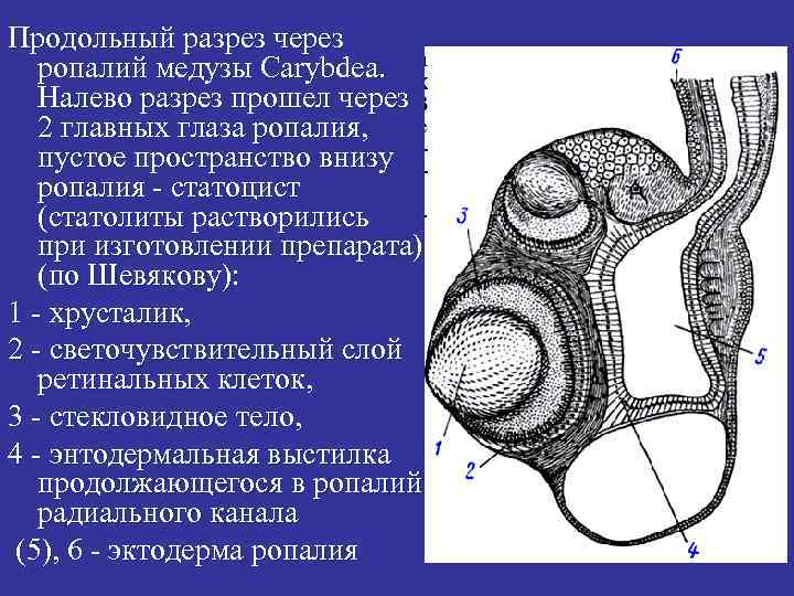 Продольный разрез через ропалий медузы Carybdea. Налево разрез прошел через 2 главных глаза ропалия,
