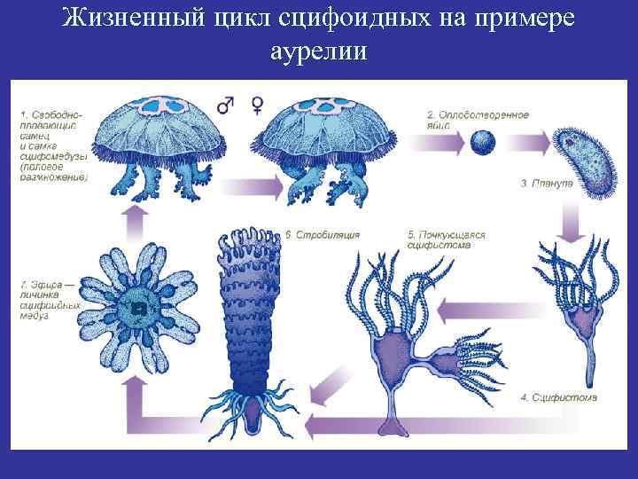 Жизненный цикл сцифоидных на примере аурелии 
