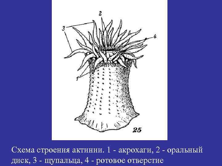 Схема строения актинии. 1 - акрохаги, 2 - оральный диск, 3 - щупальца, 4