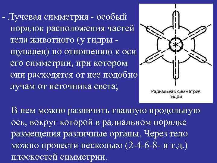 - Лучевая симметрия - особый порядок расположения частей тела животного (у гидры щупалец) по