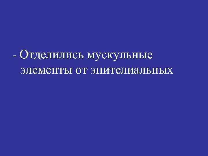 - Отделились мускульные элементы от эпителиальных 