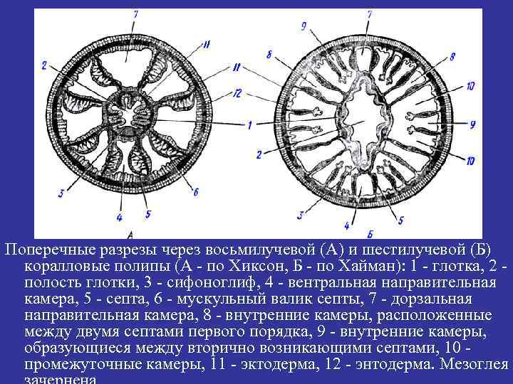 Поперечные разрезы через восьмилучевой (А) и шестилучевой (Б) коралловые полипы (А - по Хиксон,