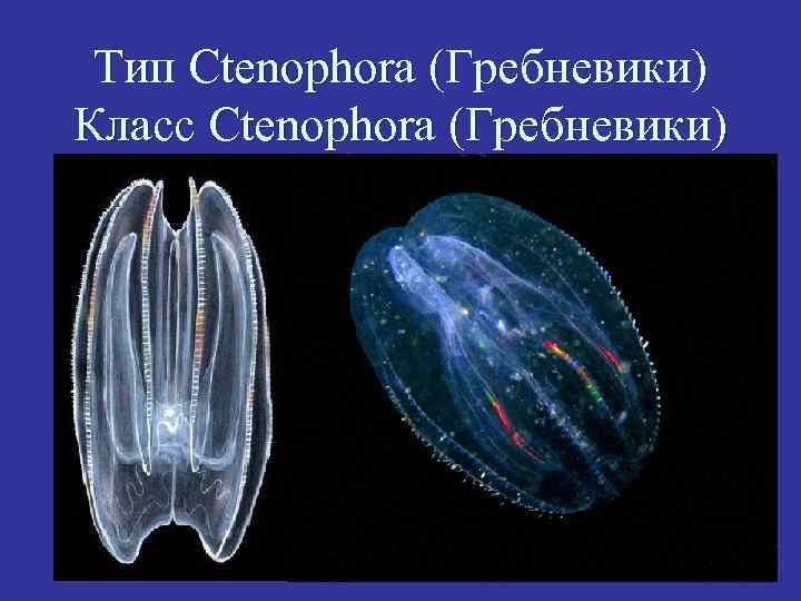Тип Ctenophora (Гребневики) Класс Ctenophora (Гребневики) 