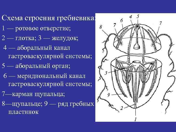 Схема строения гребневика: 1 — ротовое отверстие; 2 — глотка; 3 — желудок; 4