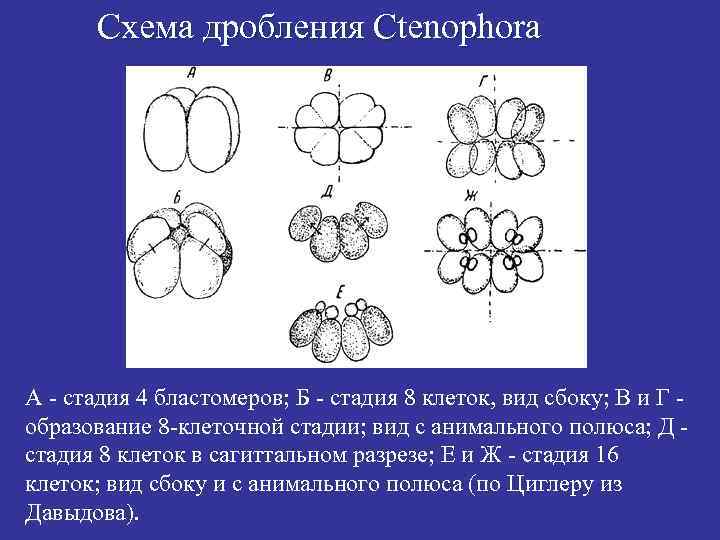 Схема дробления Ctenophora А - стадия 4 бластомеров; Б - стадия 8 клеток, вид
