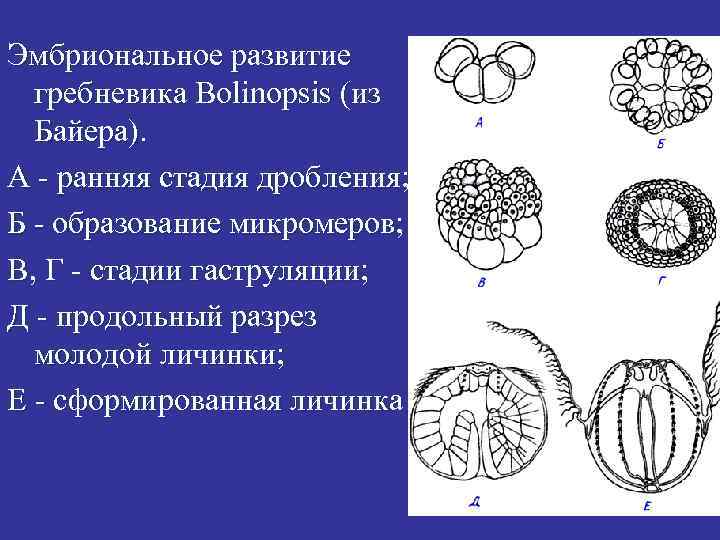Эмбриональное развитие гребневика Воlinopsis (из Байера). А - ранняя стадия дробления; Б - образование