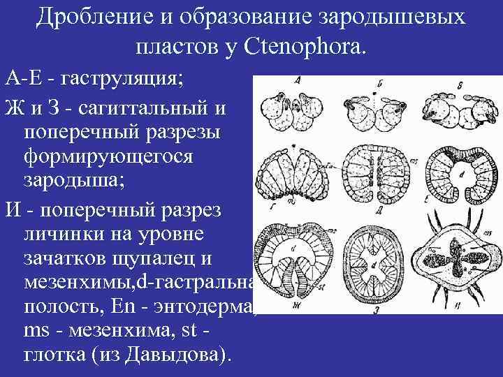 Дробление и образование зародышевых пластов у Ctenophora. А-Е - гаструляция; Ж и З -