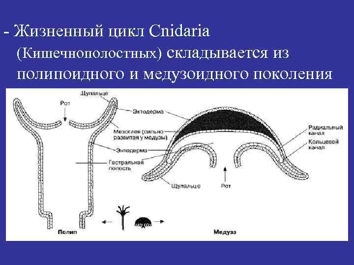 - Жизненный цикл Cnidaria (Кишечнополостных) складывается из полипоидного и медузоидного поколения 