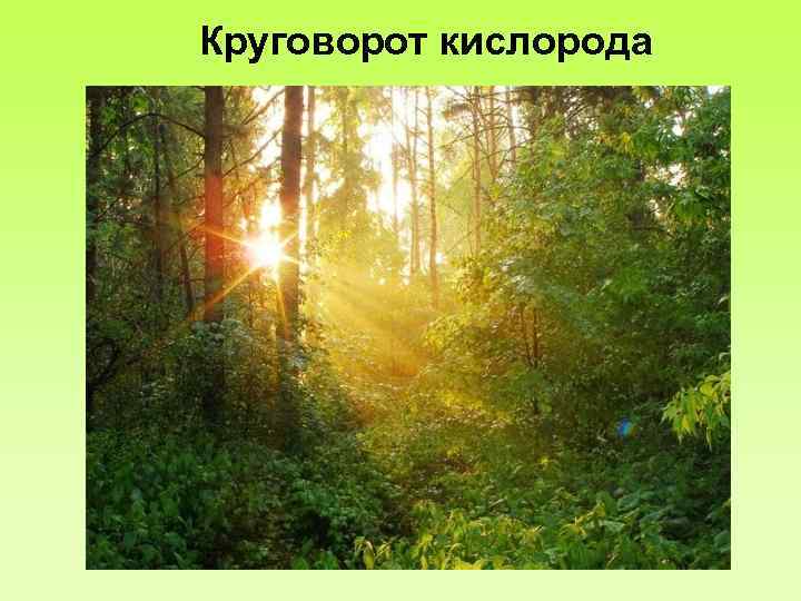 Круговорот кислорода 