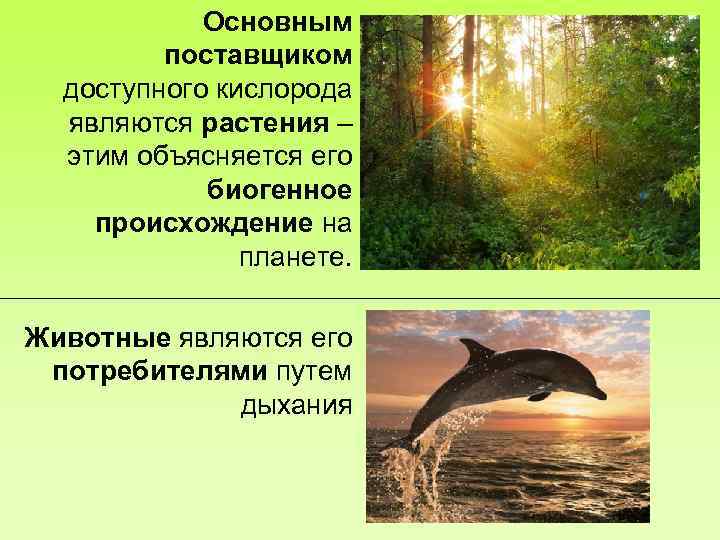 Основным поставщиком доступного кислорода являются растения – этим объясняется его биогенное происхождение на планете.