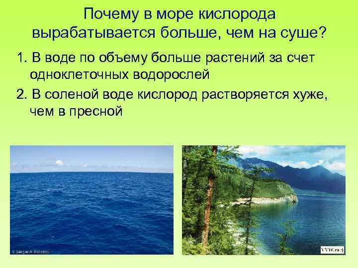 Почему в море кислорода вырабатывается больше, чем на суше? 1. В воде по объему
