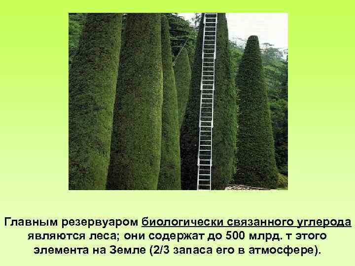 Главным резервуаром биологически связанного углерода являются леса; они содержат до 500 млрд. т этого