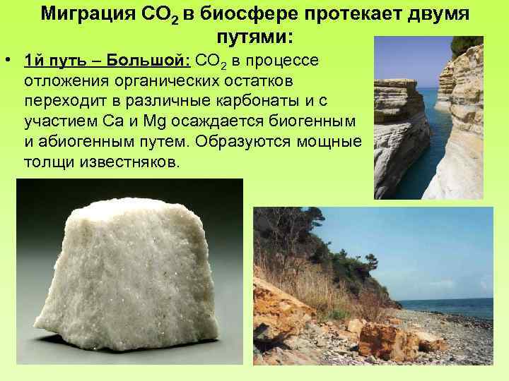 Миграция СО 2 в биосфере протекает двумя путями: • 1 й путь – Большой: