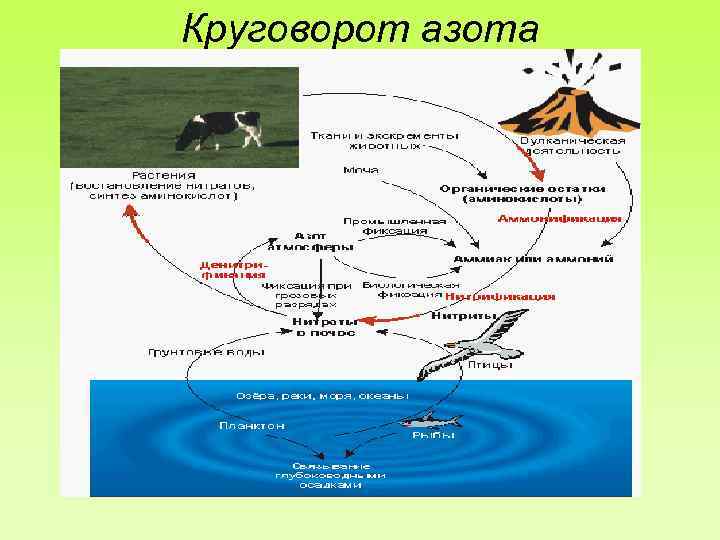 Круговорот азота 