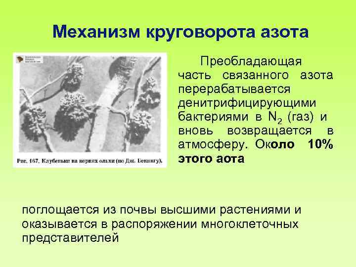 Механизм круговорота азота Преобладающая часть связанного азота перерабатывается денитрифицирующими бактериями в N 2 (газ)