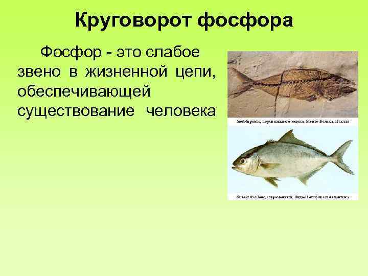 Круговорот фосфора Фосфор - это слабое звено в жизненной цепи, обеспечивающей существование человека 