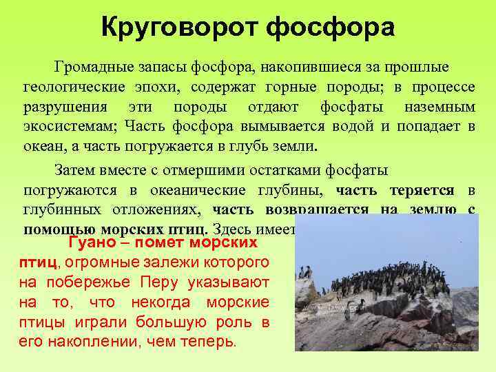 Круговорот фосфора Громадные запасы фосфора, накопившиеся за прошлые геологические эпохи, содержат горные породы; в