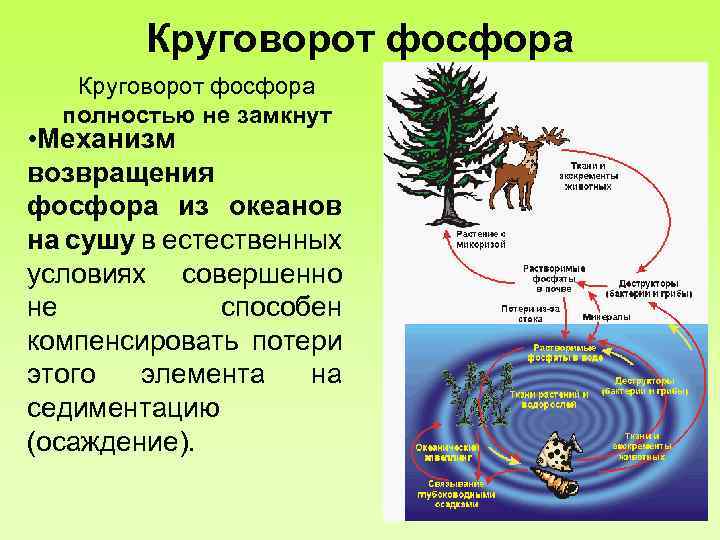 Круговорот фосфора полностью не замкнут • Механизм возвращения фосфора из океанов на сушу в