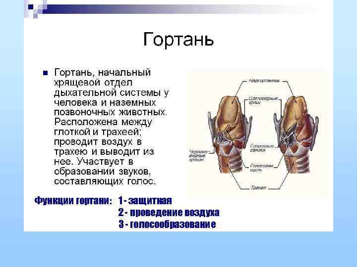 Функции гортани: 1 - защитная 2 - проведение воздуха 3 - голосообразование 