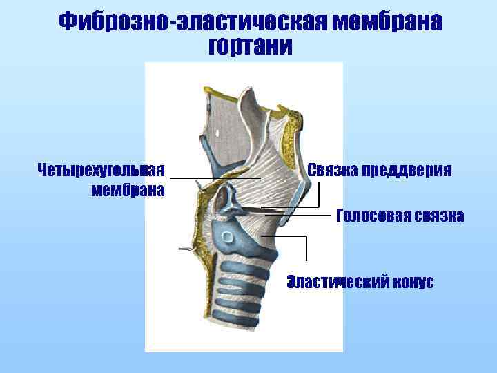 Фиброзно-эластическая мембрана гортани Четырехугольная мембрана Связка преддверия Голосовая связка Эластический конус 