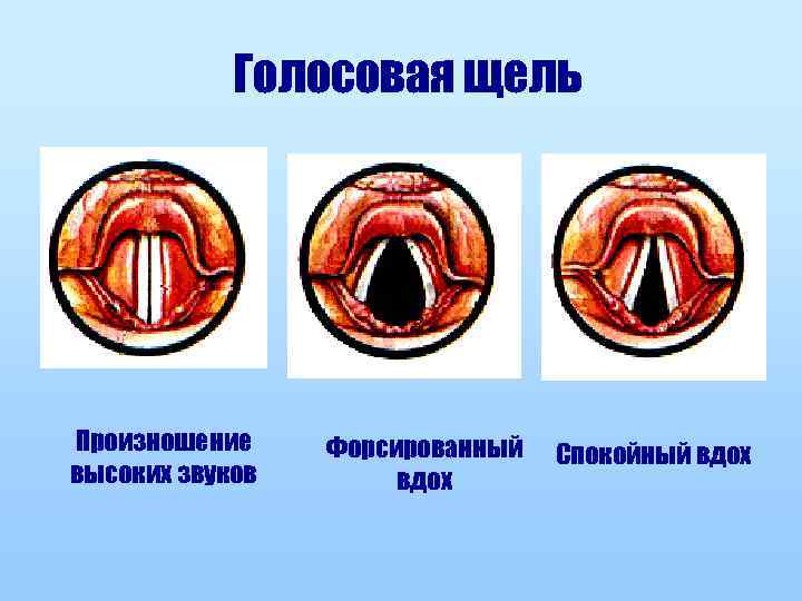 Голосовая щель Произношение высоких звуков Форсированный вдох Спокойный вдох 