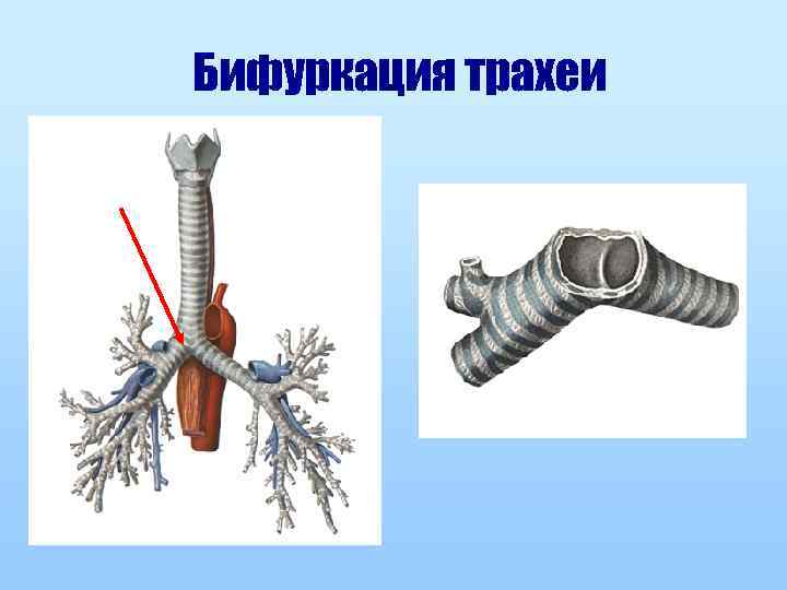 Бифуркация трахеи 