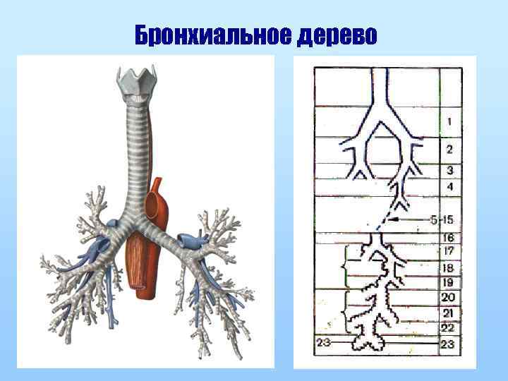 Бронхиальное дерево 