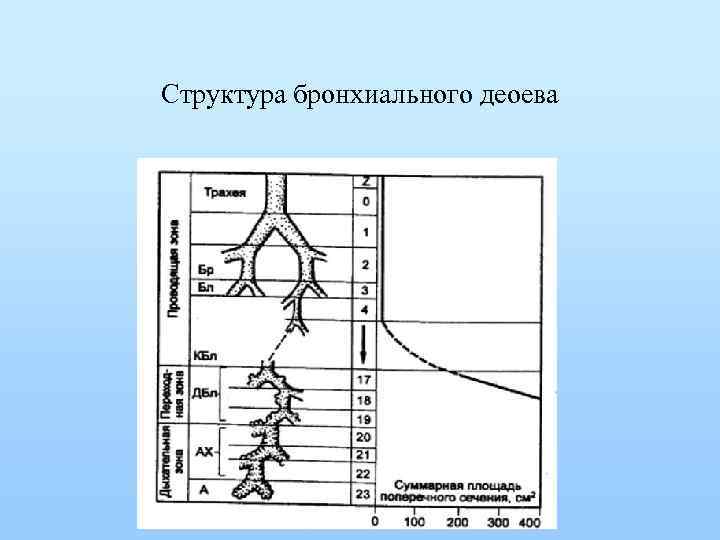 Структура бронхиального деоева 