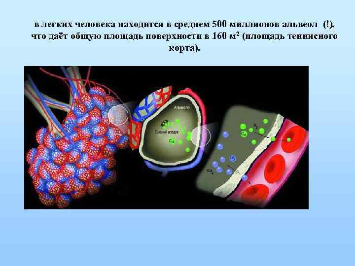 в легких человека находится в среднем 500 миллионов альвеол (!), что даёт общую площадь