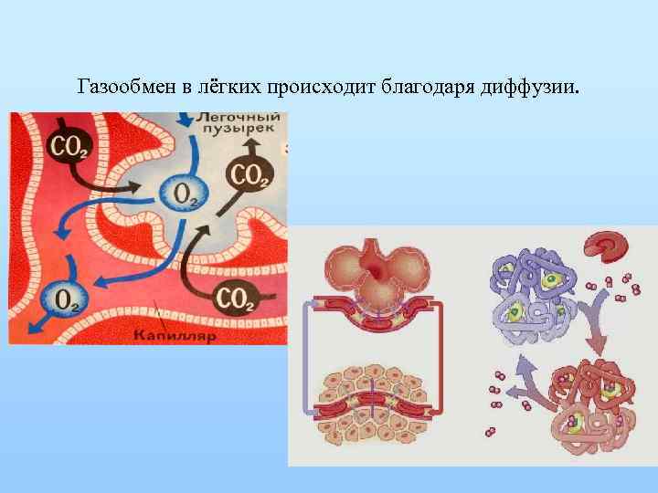 Газообмен в лёгких происходит благодаря диффузии. 