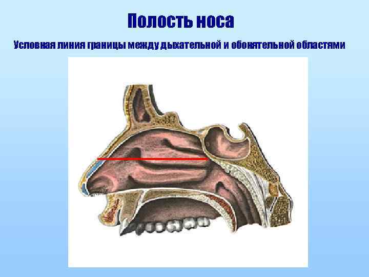 Полость носа Условная линия границы между дыхательной и обонятельной областями 