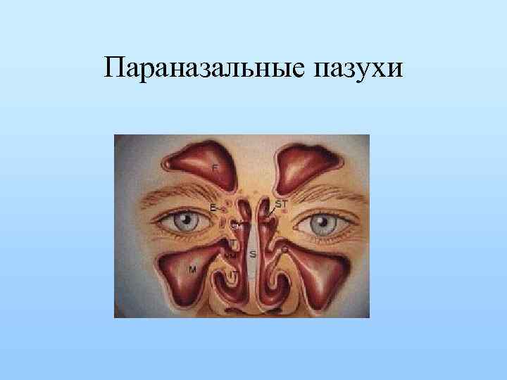 Параназальные пазухи 