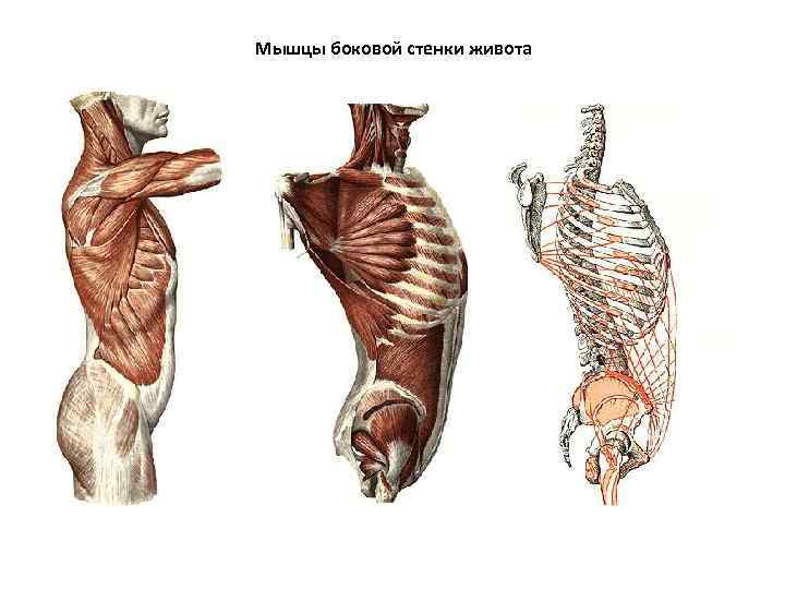 Боковые мышцы живота фото
