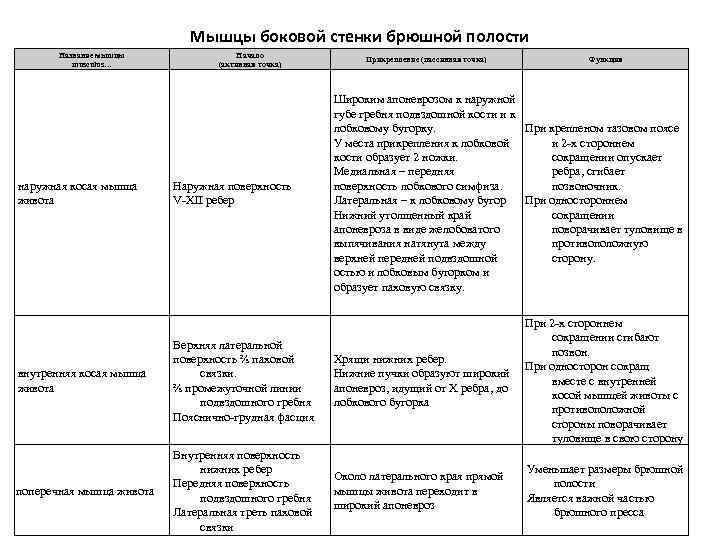 Мышцы боковой стенки брюшной полости Название мышцы musculus… наружная косая мышца живота Начало (активная