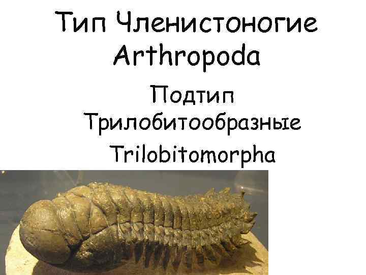 Тип Членистоногие Arthropoda Подтип Трилобитообразные Trilobitomorpha 