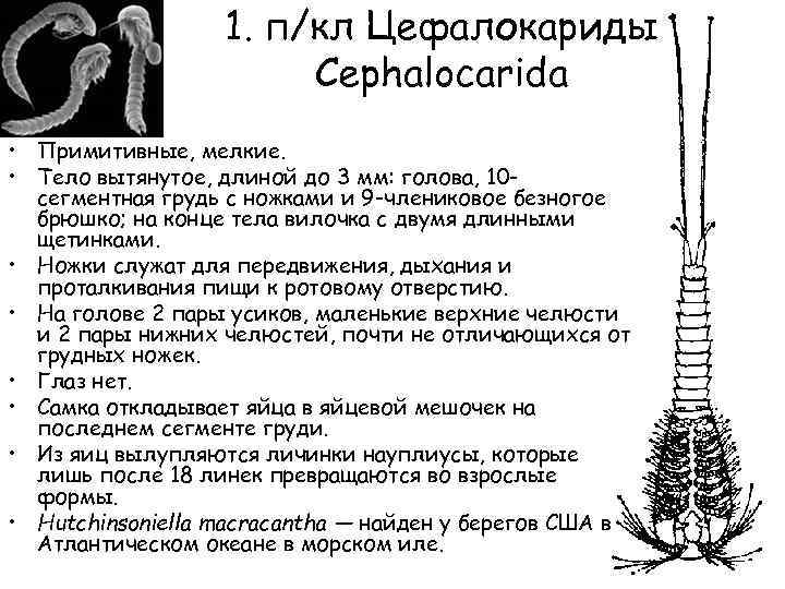 1. п/кл Цефалокариды Cephalocarida • Примитивные, мелкие. • Тело вытянутое, длиной до 3 мм: