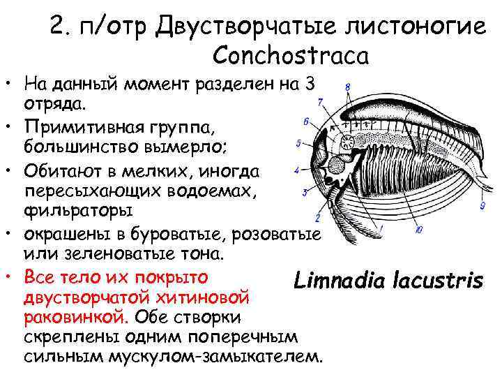 2. п/отр Двустворчатые листоногие Conchostraca • На данный момент разделен на 3 отряда. •